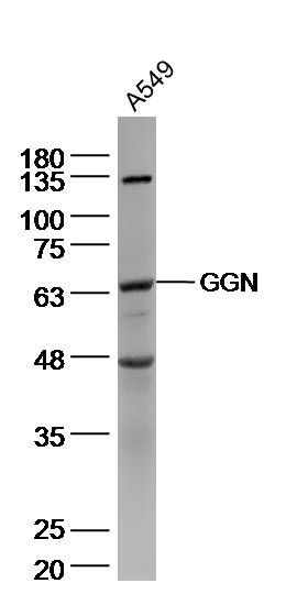 Fig1: Sample: A549 (human)cell Lysate at 40 ug; Primary: Anti- GGN at 1/300 dilution; Secondary: IRDye800CW Goat Anti-Rabbit IgG at 1/20000 dilution; Predicted band size: 67kD; Observed band size: 67 kD