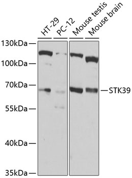 Western blot - STK39 Polyclonal Antibody 