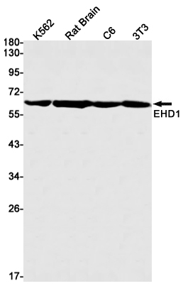 Western blot detection of EHD1 in K562,Rat Brain,C6,3T3 cell lysates using EHD1 Rabbit mAb(1:1000 diluted).Predicted band size:61kDa.Observed band size:61kDa.