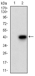 Western blot analysis using FSHB mAb against HEK293 (1) and FSHB (AA