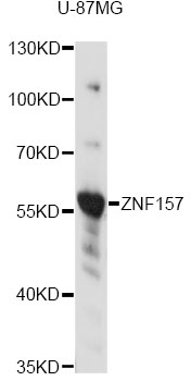 Western blot - ZNF157 Polyclonal Antibody 