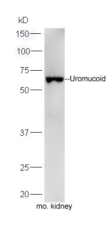 Fig3: Sample: Kidney(Mouse) lysate at 30 ug;; Primary: Anti-Uromucoid at 1:300 dilution;; Secondary: HRP conjugated Goat-Anti-rabbit IgG(bs-0295G-HRP) at 1: 5000 dilution;; Predicted band size:61/65 kD; Observed band size:65 kD