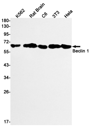 Western blot detection of Beclin 1 in K562,Rat Brain,C6,3T3,Hela cell lysates using Beclin 1 Rabbit mAb(1:1000 diluted).Predicted band size:52kDa.Observed band size:60kDa.