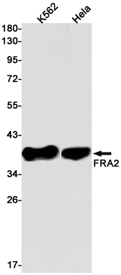 Western blot detection of FRA2 in K562,Hela cell lysates using FRA2 Rabbit pAb(1:1000 diluted).Predicted band size:35kDa.Observed band size:35-45kDa.