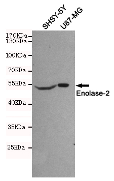 Western blot detection of Enolase-2 in SHSY-5Y and U87-MG cell lysates using Enolase-2 mouse mAb (1:500 diluted).Predicted band size:47KDa.Observed band size:47KDa.