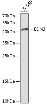 Western blot - EDN3 Polyclonal Antibody 