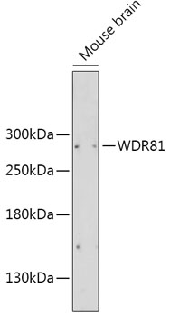 Western blot - WDR81 Polyclonal Antibody 