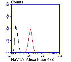 Fig6: Flow cytometric analysis of SH-SY5Y cells with NaV1.7 antibody at 1/100 dilution (red) compared with an unlabelled control (cells without incubation with primary antibody; black).