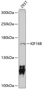 Western blot - KIF16B Polyclonal Antibody 