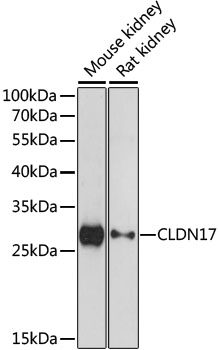 Western blot - CLDN17 Polyclonal Antibody 