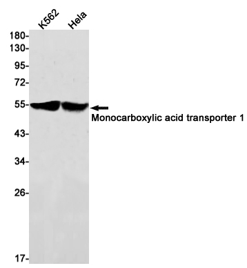 Western blot detection of Monocarboxylic acid transporter 1 in K562,Hela cell lysates using Monocarboxylic acid transporter 1 Rabbit mAb(1:1000 diluted).Predicted band size:54kDa.Observed band size:54kDa.