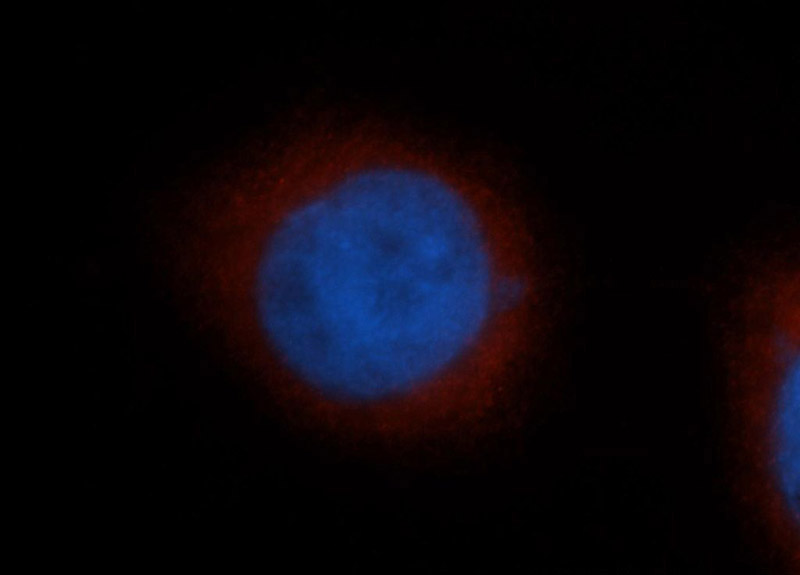Immunofluorescent analysis of Hela cells, using TRIM25 antibody Catalog No:116307 at 1:50 dilution and Rhodamine-labeled goat anti-rabbit IgG (red). Blue pseudocolor = DAPI (fluorescent DNA dye).