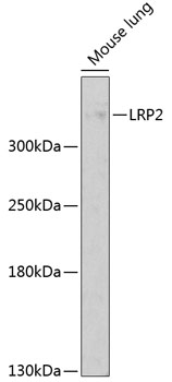 Western blot - LRP2 Polyclonal Antibody 