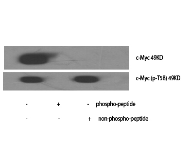Western Blot analysis of various cells using c-Myc Polyclonal Antibody