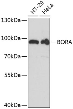 Western blot - BORA Polyclonal Antibody 