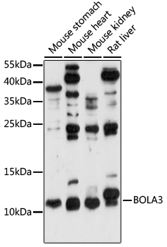 Western blot - BOLA3 Polyclonal Antibody 