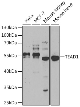 Western blot - TEAD1 Polyclonal Antibody 