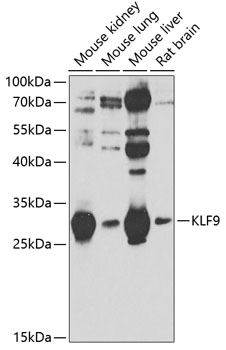 Western blot - KLF9 Polyclonal Antibody 