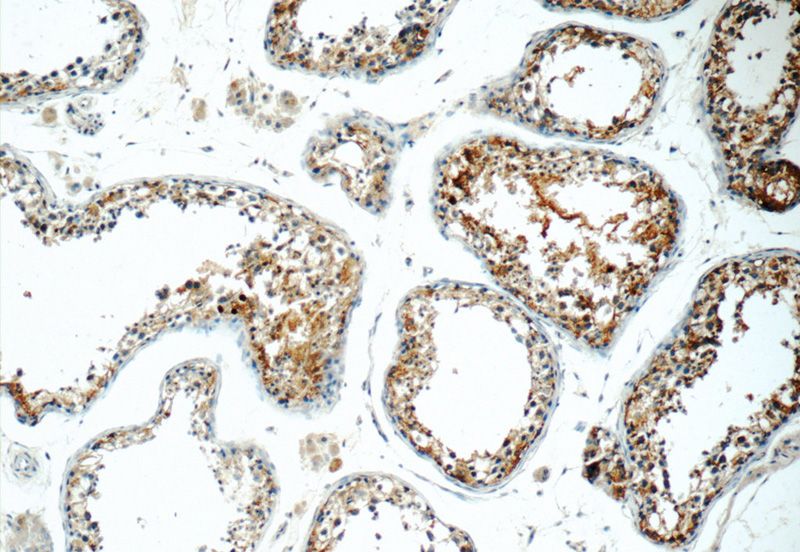 Immunohistochemistry of paraffin-embedded human testis tissue slide using Catalog No:111667(RABL4 Antibody) at dilution of 1:50 (under 10x lens)