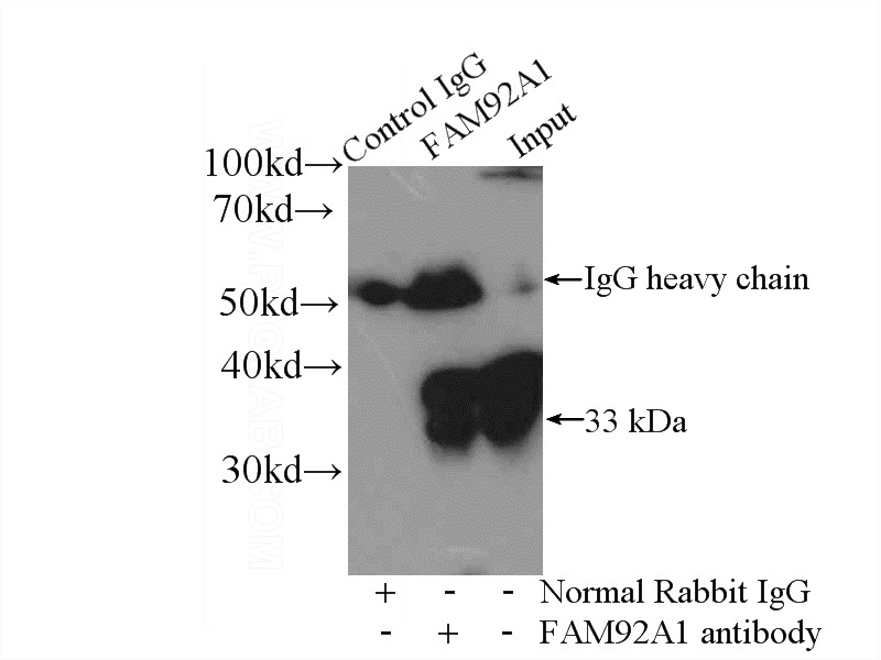 IP Result of anti-FAM92A1 (IP:Catalog No:110510, 4ug; Detection:Catalog No:110510 1:500) with HeLa cells lysate 4000ug.