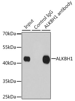 Immunoprecipitation - ALKBH1 Polyclonal Antibody 