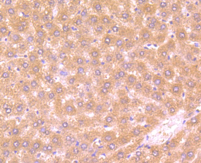 Fig2: Immunohistochemical analysis of paraffin-embedded rat liver tissue using anti-FBXL18 antibody. Counter stained with hematoxylin.