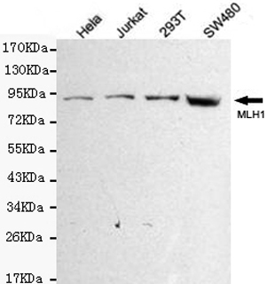 Western blot detection of MLH1 in Hela,Jurkat,293T and SW480 cell lysates using MLH1 mouse mAb (1:500 diluted).Predicted band size:85KDa.Observed band size:85KDa.