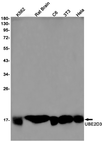 Western blot detection of UBE2D3 in K562,Rat Brain,C6,3T3,Hela cell lysates using UBE2D3 Rabbit pAb(1:1000 diluted).Predicted band size:17kDa.Observed band size:17kDa.
