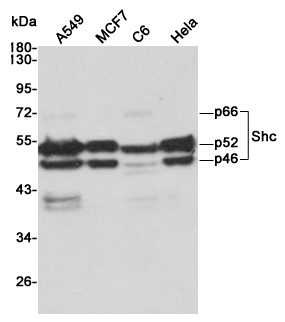 Western blot analysis of extracts from A549,MCF7,C6 and Hela cell lysates using Shc mouse mAb (1:1000 diluted).Predicted band size:63KDa.Observed band size:46, 52, 66KDa.