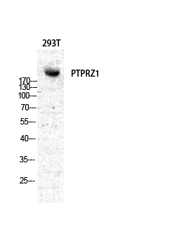 Fig1:; Western Blot analysis of various cells using PTPζ Polyclonal Antibody diluted at 1: 500