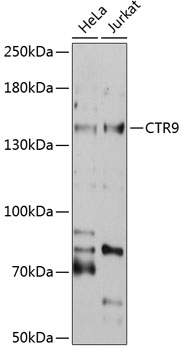 Western blot - CTR9 Polyclonal Antibody 