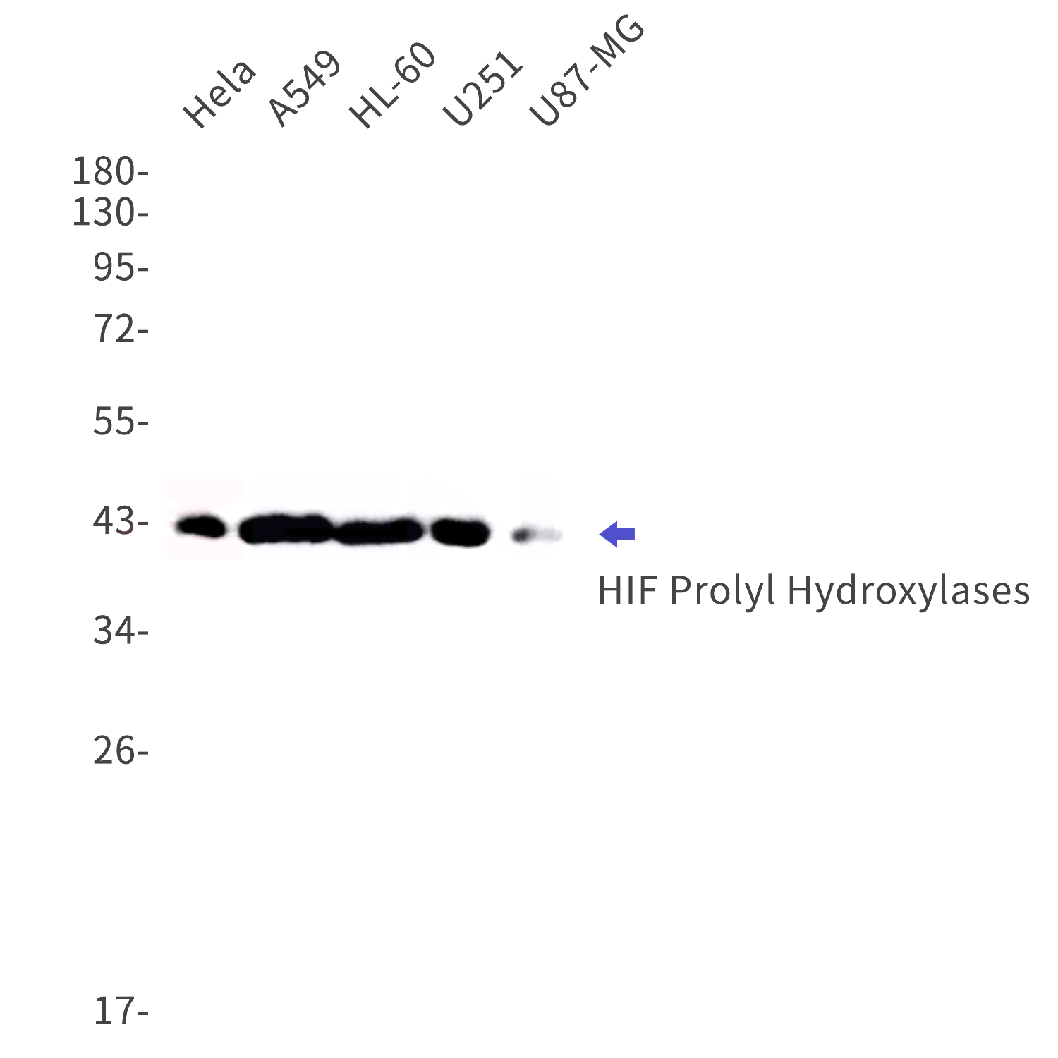 Western blot detection of HIF Prolyl Hydroxylases in Hela,A549,HL-60,U251,U87-MG cell lysates using HIF Prolyl Hydroxylases Rabbit mAb(1:1000 diluted).Predicted band size:57kDa.Observed band size:43kDa.