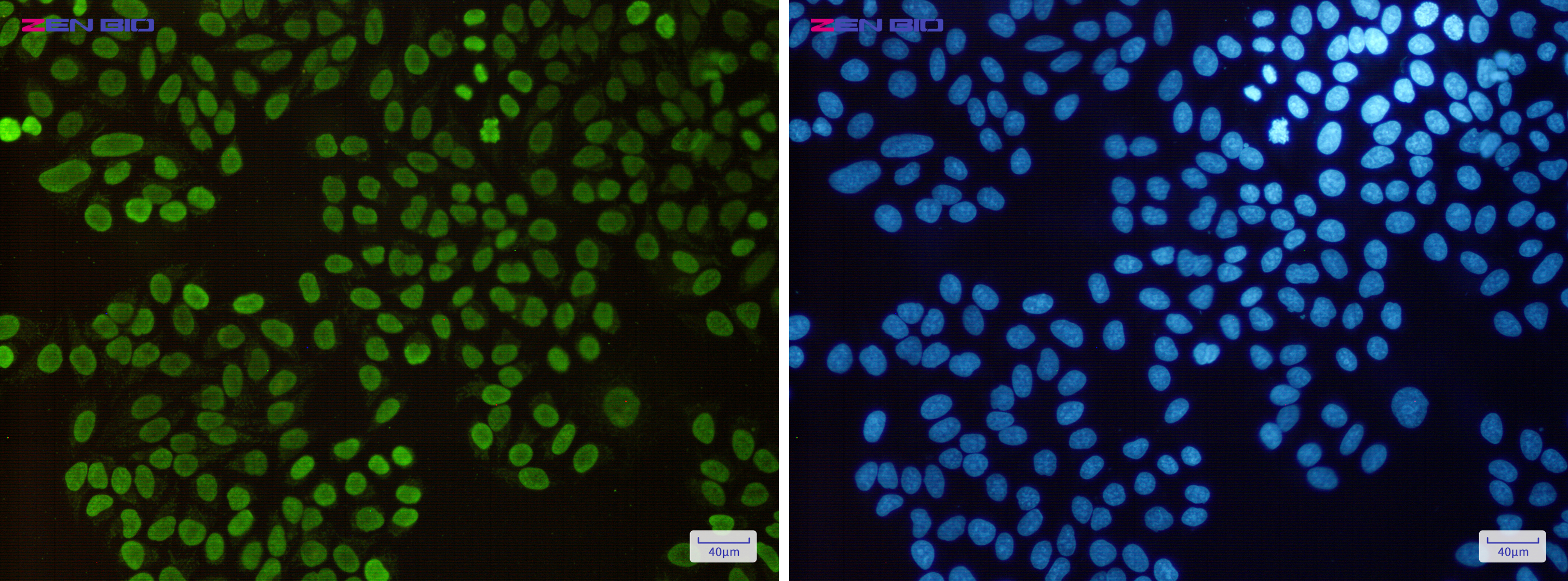 Immunocytochemistry of Histone H1.3(green) in Hela cells using Histone H1.3 Rabbit pAb at dilution 1/50, and DAPI(blue)