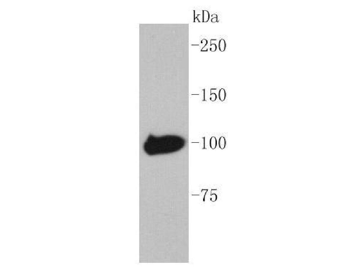 Fig1:; Western blot analysis of Maltose Binding Protein on recombinant MBP-tag protein lysates using anti-Maltose Binding Protein antibody at 1/1,000 dilution.