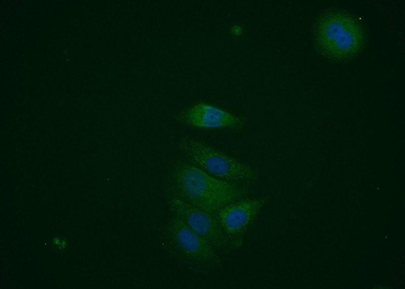 Immunofluorescent analysis of MCF-7 cells using Catalog No:111498(HNMT Antibody) at dilution of 1:25 and Alexa Fluor 488-congugated AffiniPure Goat Anti-Rabbit IgG(H+L)