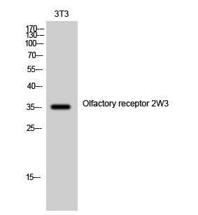 Fig1:; Western Blot analysis of 3T3 cells using Olfactory receptor 2W3 Polyclonal Antibody
