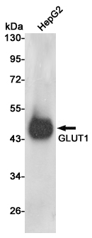 Western blot analysis of GLUT1 expression in HepG2 cell lysates using GLUT1 antibody at 1/500 dilution.Predicted band size:54KDa.Observed band size:45-60KDa.