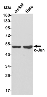 Western blot detection of c-Jun in Jurkat and Hela cell lysates using c-Jun rabbit pAb (1:500 diluted).Predicted band size:38kDa.Observed band size:48kDa.
