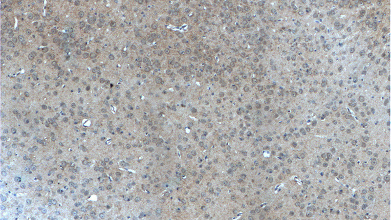 Immunohistochemistry of paraffin-embedded mouse brain tissue slide using Catalog No:115769(SYNPO Antibody) at dilution of 1:200 (under 10x lens).