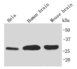 Fig1: Western blot analysis on different cell and tissue using anti-14-3-3 b/a polyclonal antibody.