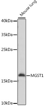 Western blot - MGST1 Polyclonal Antibody 