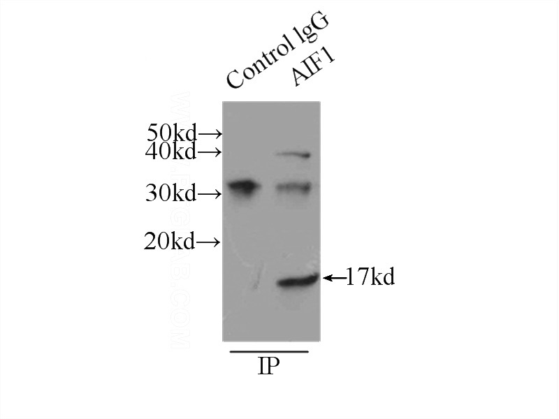 IP Result of anti-IBA1 (IP:Catalog No:111583, 3ug; Detection:Catalog No:111583 1:500) with U-937 cells lysate 3000ug.