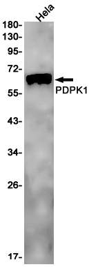 Western blot detection of PDPK1 in Hela cell lysates using PDPK1 Rabbit pAb(1:1000 diluted).Predicted band size:63kDa.Observed band size:63kDa.