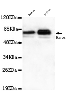 Western blot detection of Ikaros(C-terminus) in Ramos and Jurkat cell lysates using Ikaros(C-terminus) mouse mAb (1:1000 diluted).Predicted band size: 58KDa.Observed band size: 58KDa.