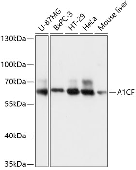 Western blot - A1CF Polyclonal Antibody 