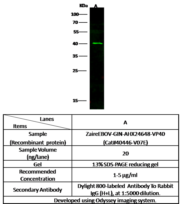 Ebola virus EBOV (subtype Zaire, strain H.sapiens-wt/GIN/2014/Kissidougou-C15) Matrix protein VP40 Antibody, Rabbit PAb, Antigen Affinity Purified, Western blot