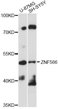Western blot - ZNF566 Polyclonal Antibody 