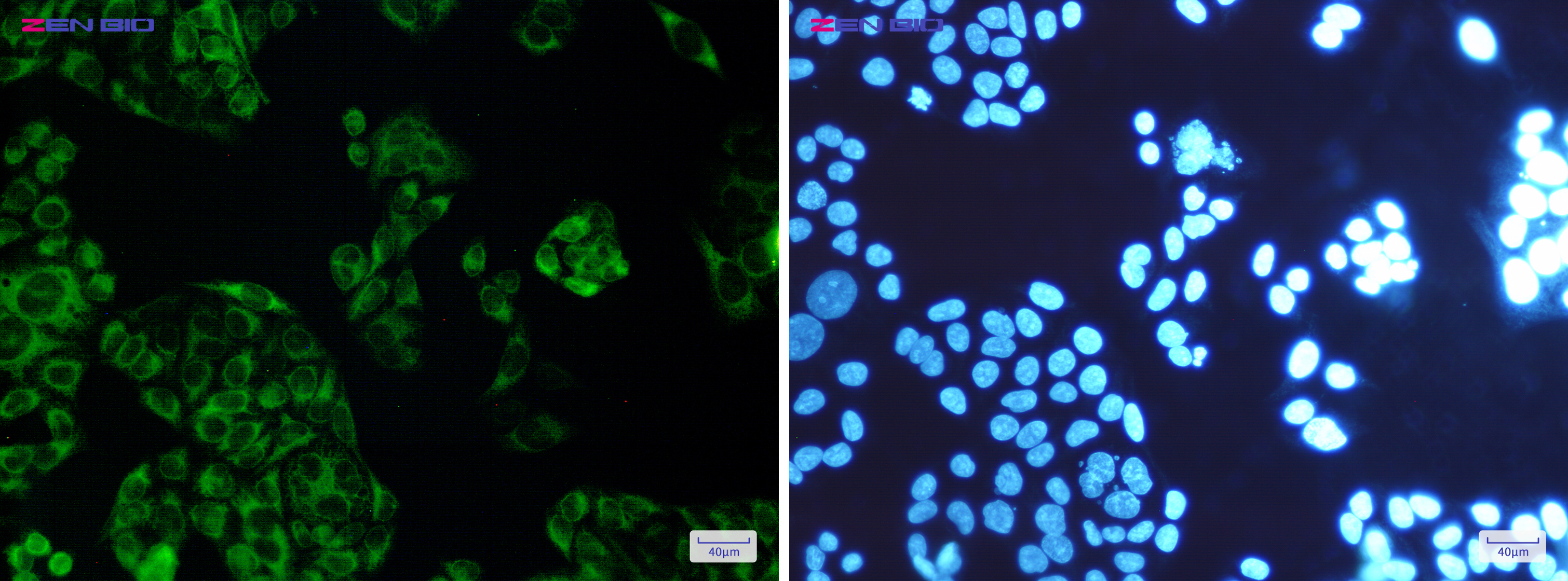 Immunocytochemistry of FDFT1(green) in Hela cells using FDFT1 Rabbit mAb at dilution 1/200, and DAPI(blue)