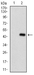 Fig2: Western blot analysis of SERPINA7 on HEK293 (1) and SERPINA7-hIgGFc transfected HEK293 (2) cell lysate using anti-SERPINA7 antibody at 1/1,000 dilution.