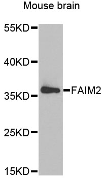 Western blot - FAIM2 Polyclonal Antibody 